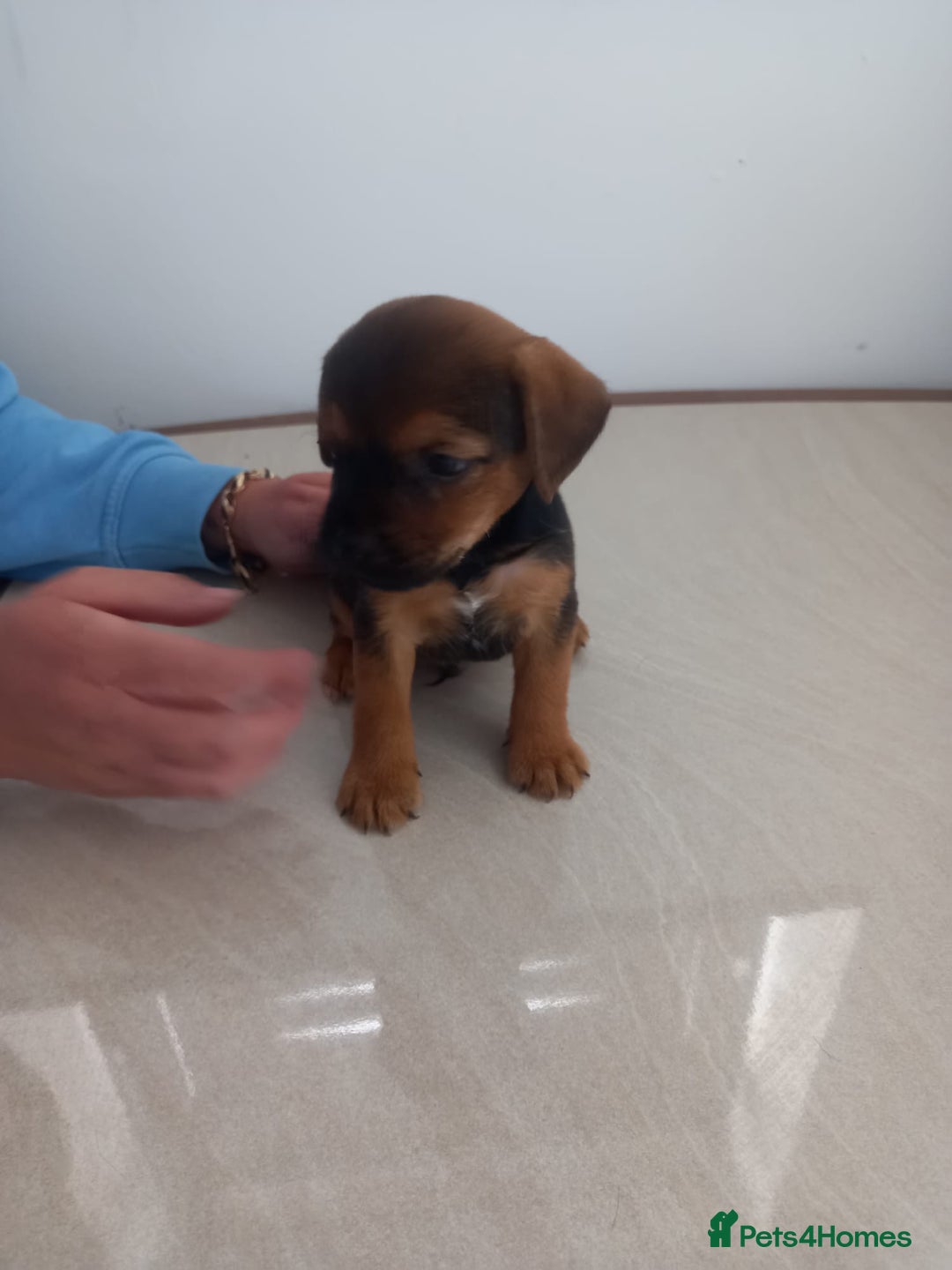 Mixed Breed dogs for sale: Patterdale x border terrier  - Image 3
