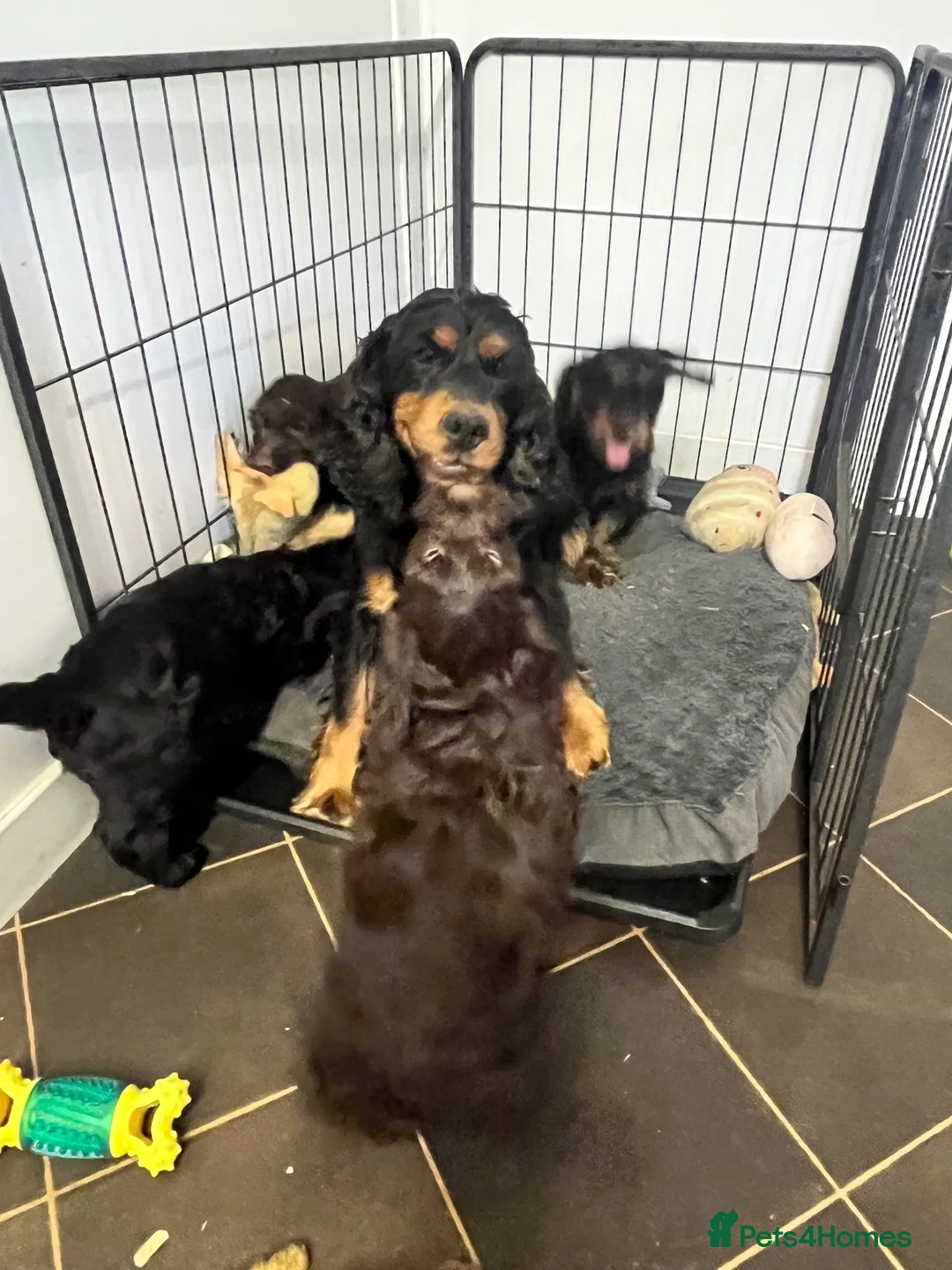 Cockapoo dogs for sale: Beautiful Litter Of Happiness  - Advert 10
