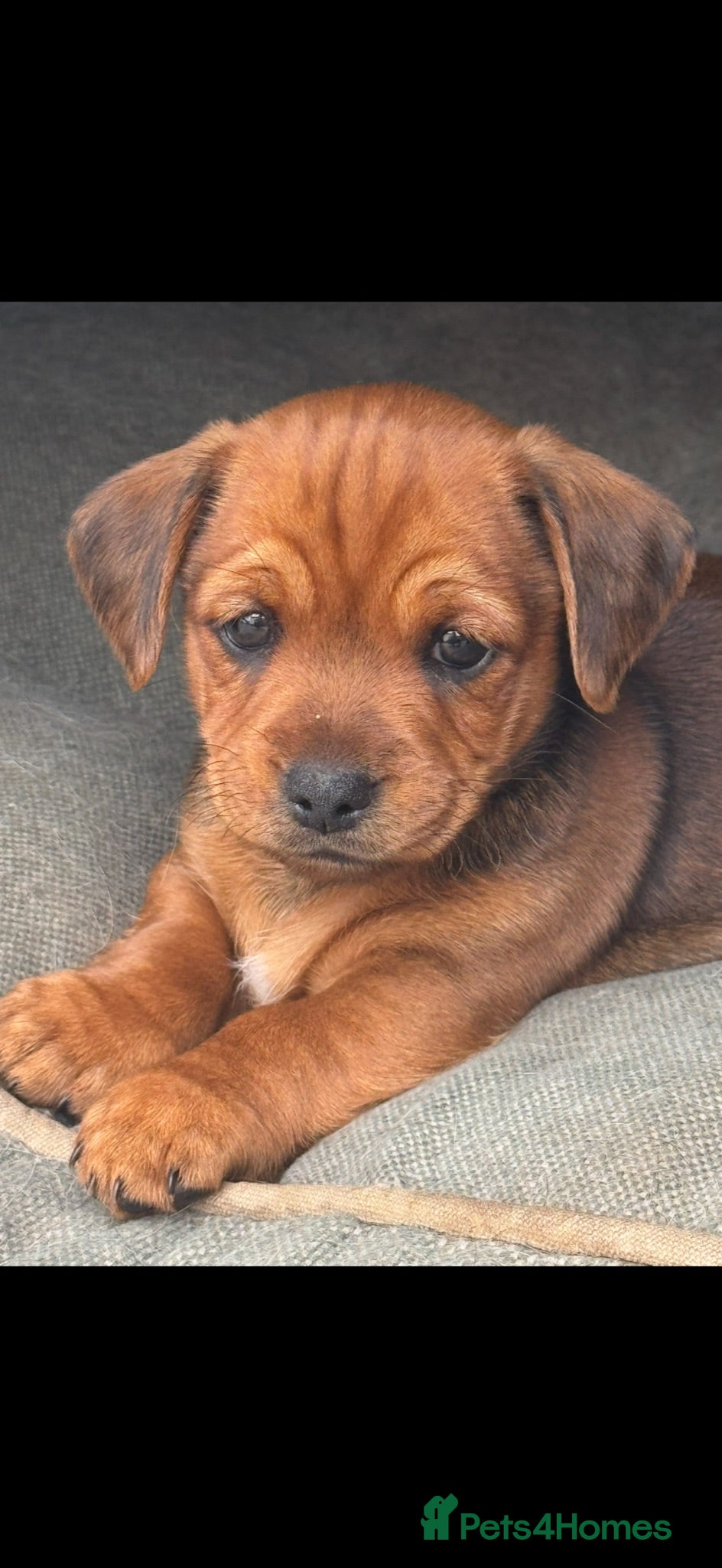 Mixed Breed dogs 2 mixed puppies looking for a new home. - Advert 2