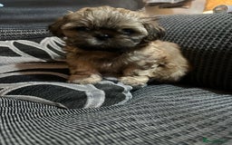 Shih Tzu dogs for sale: NEW Beautiful shih tzu puppies!!  - Image 26