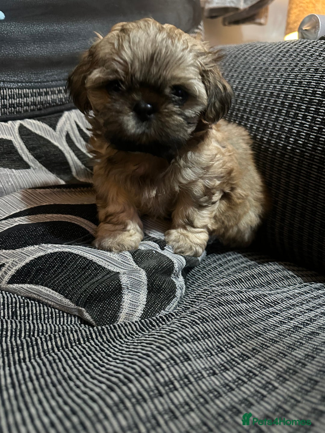 Shih Tzu dogs for sale: NEW Beautiful shih tzu puppies!!  - Image 26