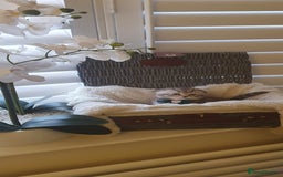 Scottish Fold cats for sale: 😻 Adorable Scottish Fold Kittens For Sale😻 - Image 7