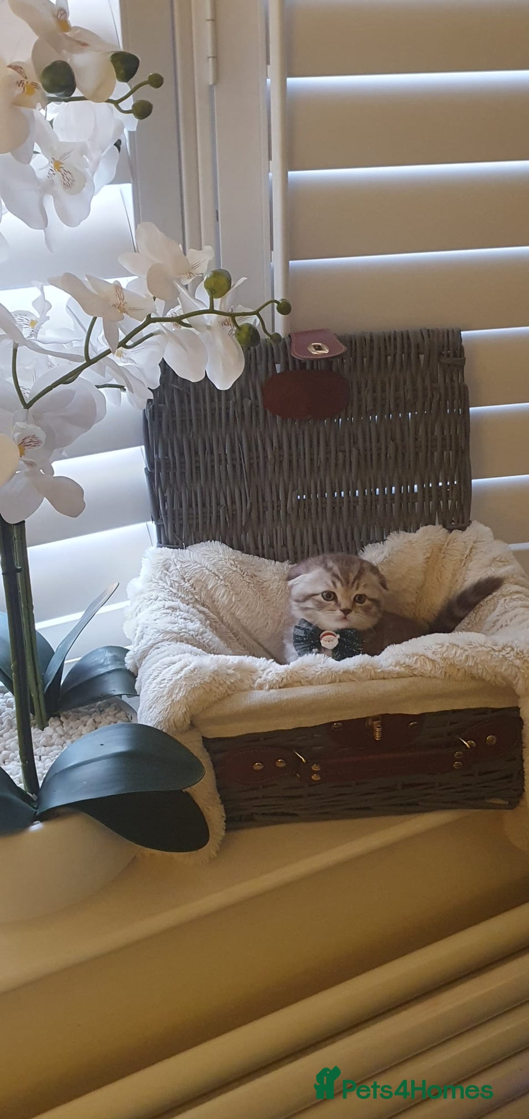 Scottish Fold cats for sale: 😻 Adorable Scottish Fold Kittens For Sale😻 - Image 7