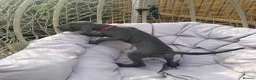 Great Dane dogs for sale: Gorgeous blue KC Great Danes.Ready now! - Advert 19