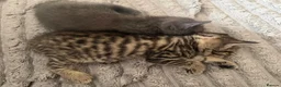 Mixed Breed cats for sale: Black and white girl and Tiger girl - Advert 14
