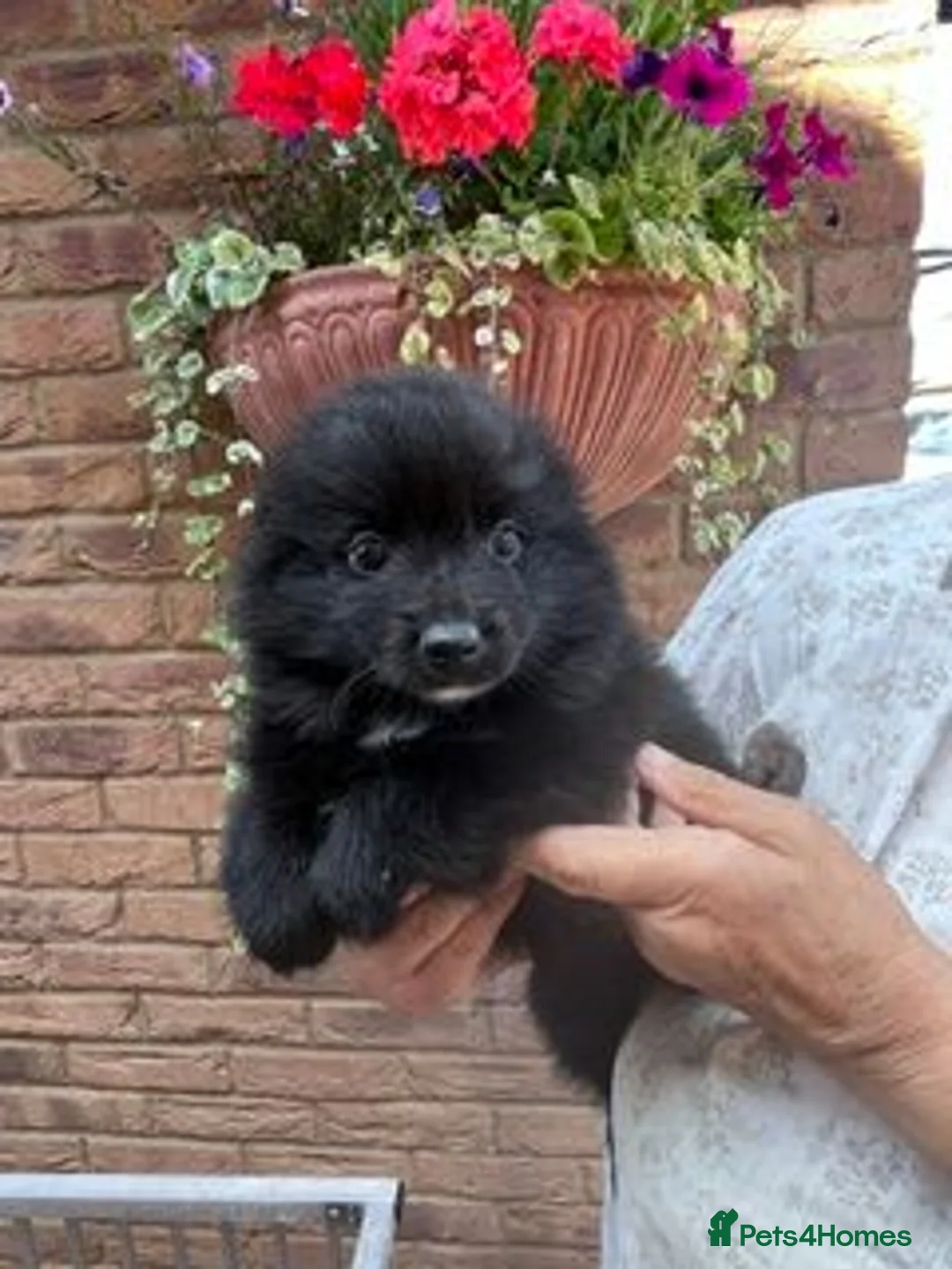 German Spitz dogs for sale: Beautiful Litter of German Spitz Mittel'serman in Bury Saint Edmunds - Advert 8