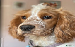Cocker Spaniel dogs for sale: Show type cocker spaniel puppies - Image 12