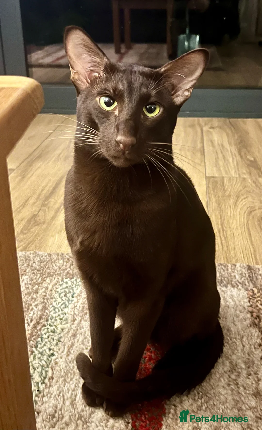 Havana Brown cats for sale: Pedigree Havana Brown Boys GCCF reg - Advert 2