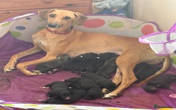 Mixed Breed dogs for sale: Saluki x lurcher/whippet puppies - Image 12
