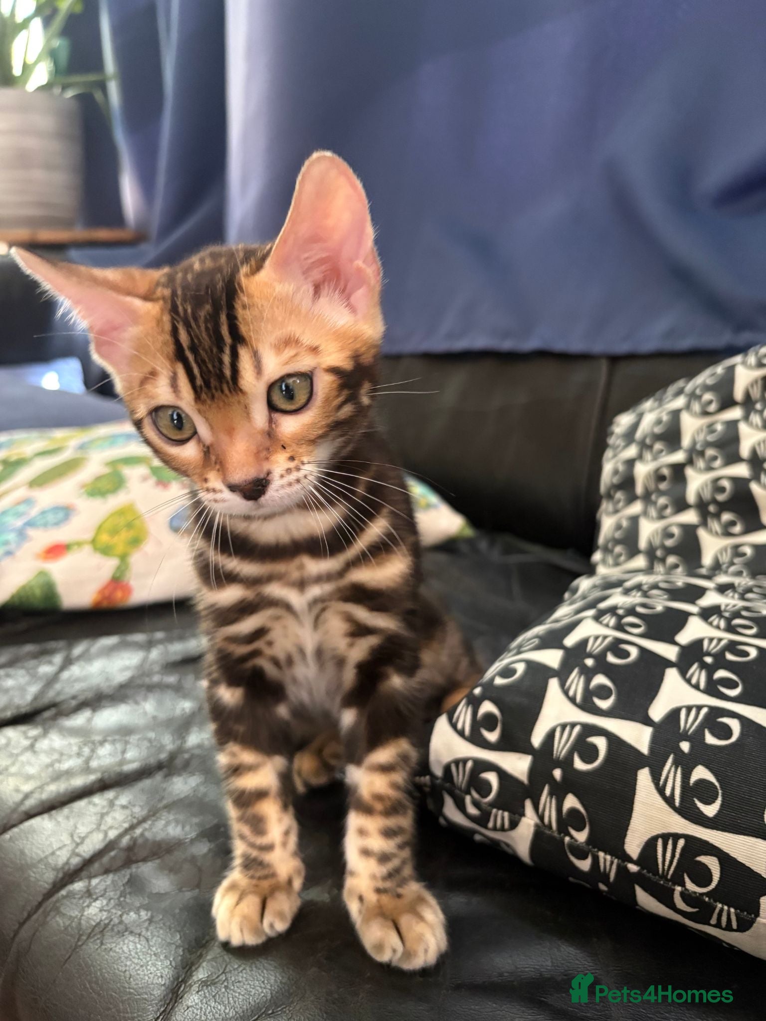 Bengal cats Stunning Bengal Kittens - Advert 1