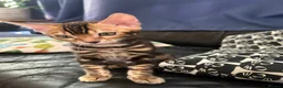 Bengal cats for sale: Stunning Bengal Kittens - Advert 1