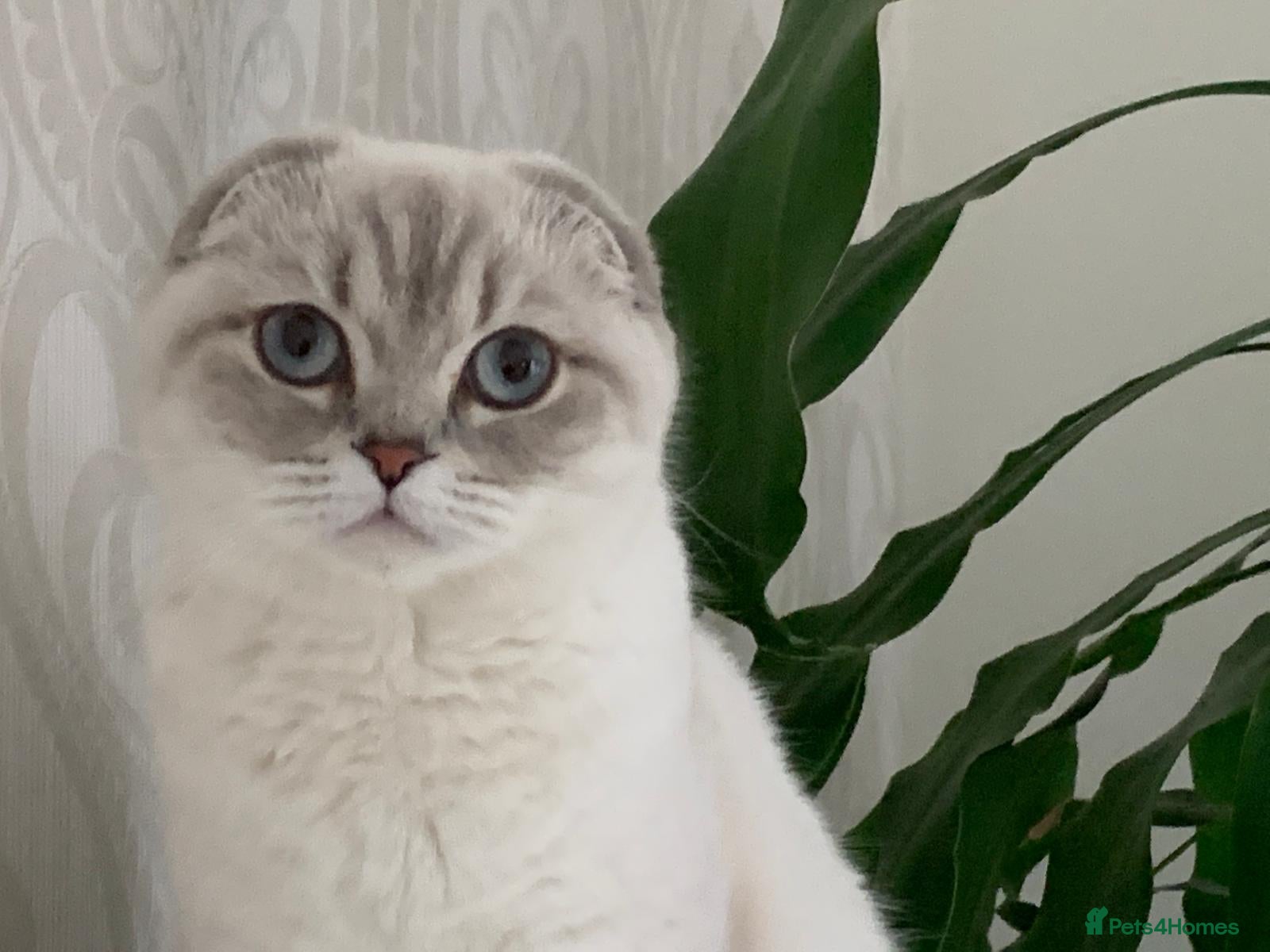 Scottish Fold cats for sale: The last 2 boys available 🐱 - Advert 1