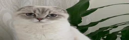 Scottish Fold cats for sale: The last 2 boys available 🐱 - Advert 1
