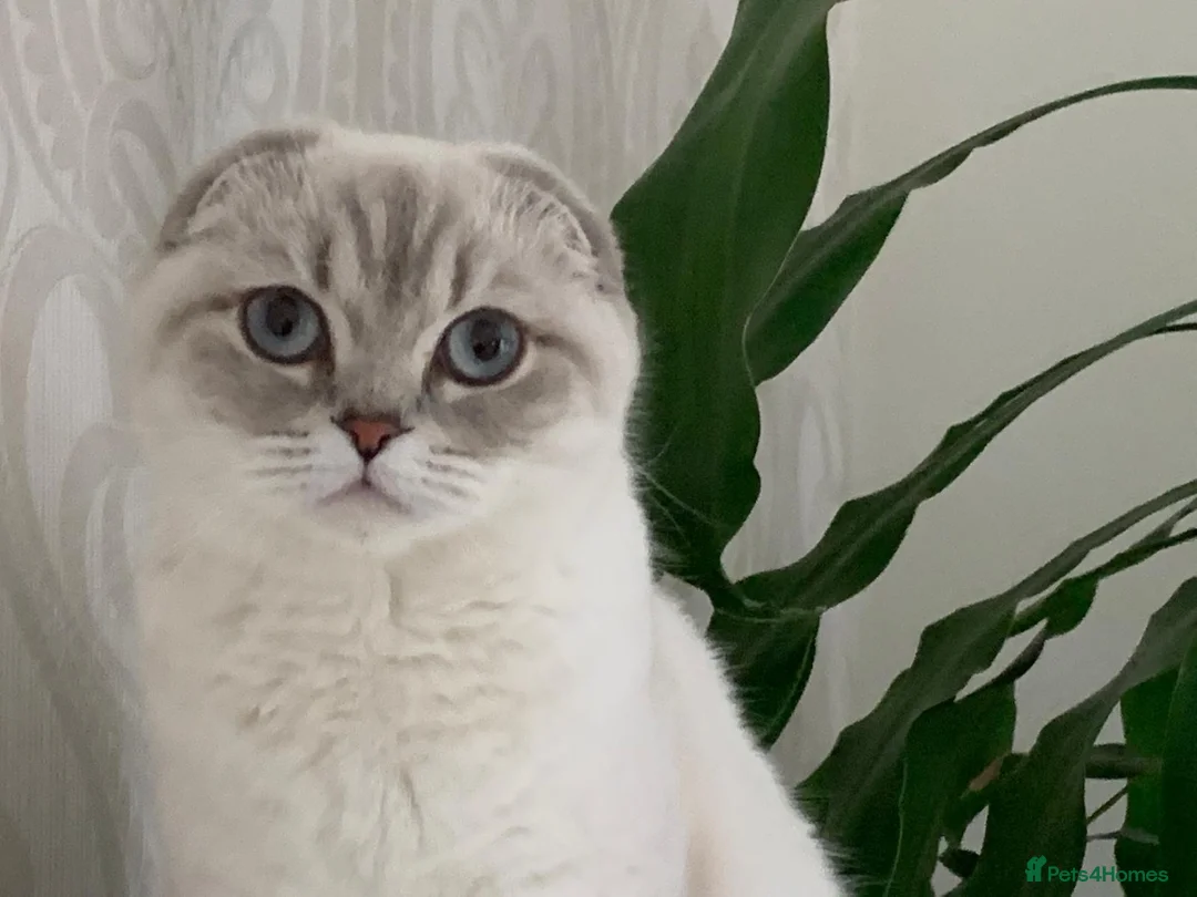 Scottish Fold cats for sale: The last 2 boys available 🐱 - Advert 1