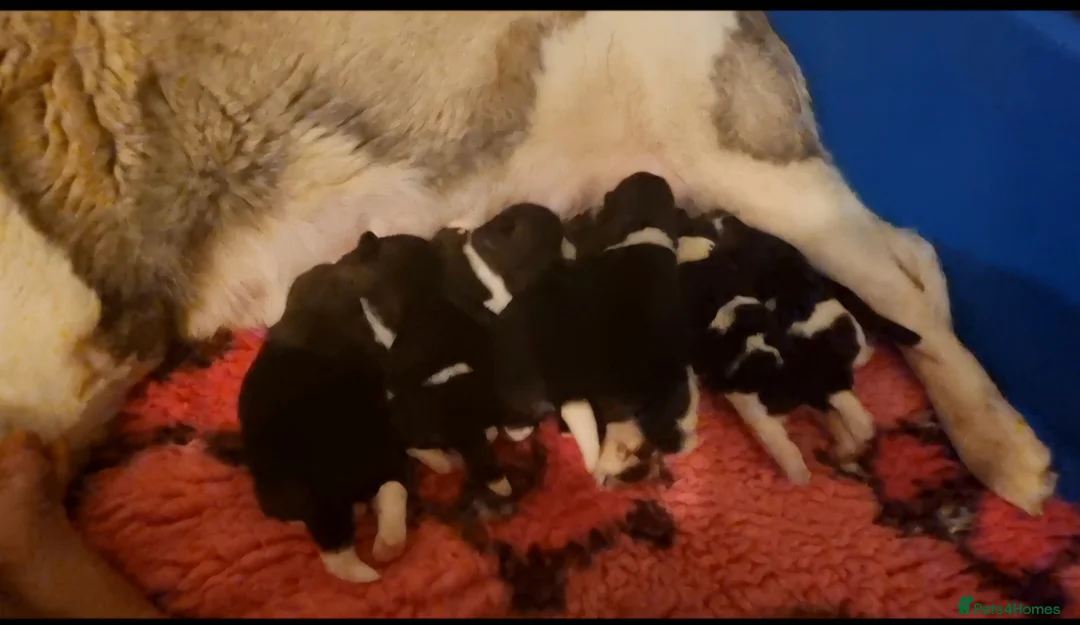 Akita dogs for sale: Ruthdales Akita Puppies in Skelmersdale - Advert 1
