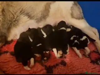 Akita dogs Ruthdales Akita Puppies - Advert 12