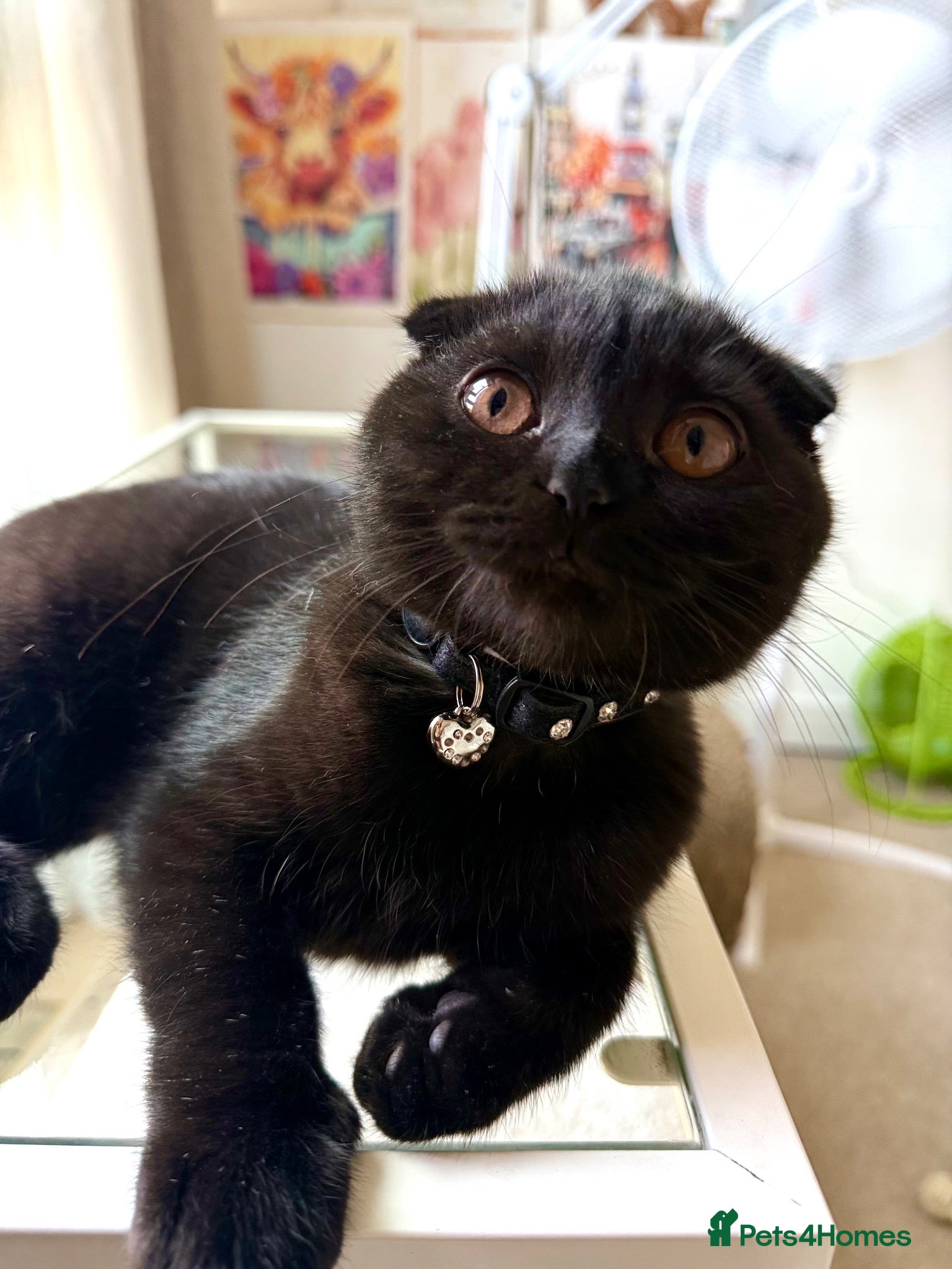 Scottish Fold cats Beautiful Scottish kitties are looking for a home  - Advert 2