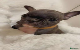 French Bulldog dogs for sale: French puppies  - Advert 10