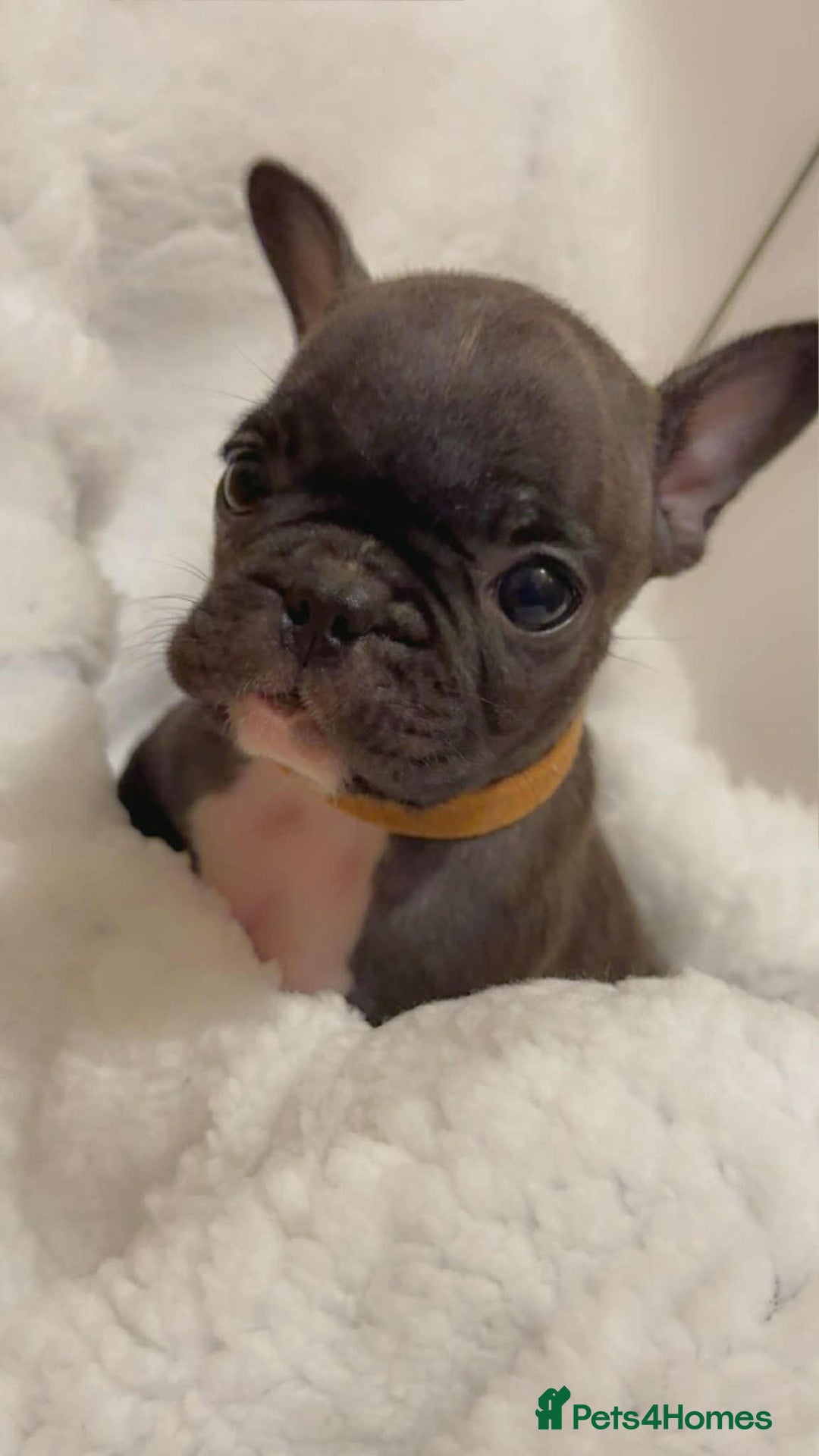 French Bulldog dogs for sale: French puppies  - Advert 10