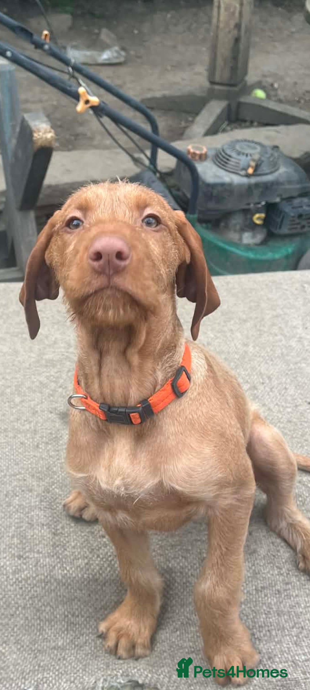 Hungarian Vizsla dogs Extra Ordinary Hungarian Vizsla Puppy  - Advert 10