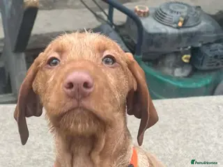 Hungarian Vizsla dogs Extra Ordinary Hungarian Vizsla Puppy - Advert 10