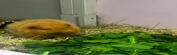 Guinea Pig rodents for sale: Ginger Swiss Retired Sow  - Advert 3