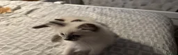 Ragdoll cats for sale:  Ragdoll kittens  - Advert 13