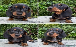 Miniature Dachshund dogs for sale: Ready for forever sofas! 3 Stunning KC reg puppies - Image 12