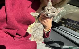 Mixed Breed cats for adoption: Catarina for adoption - Advert 6