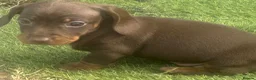 Dachshund dogs for sale: Beautiful, loving, Daschound babies - Advert 19