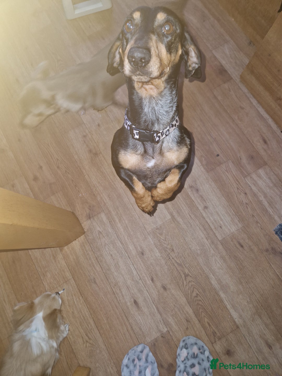 Miniature Dachshund dogs for sale: Beautiful Miniature dachshund  - Advert 7