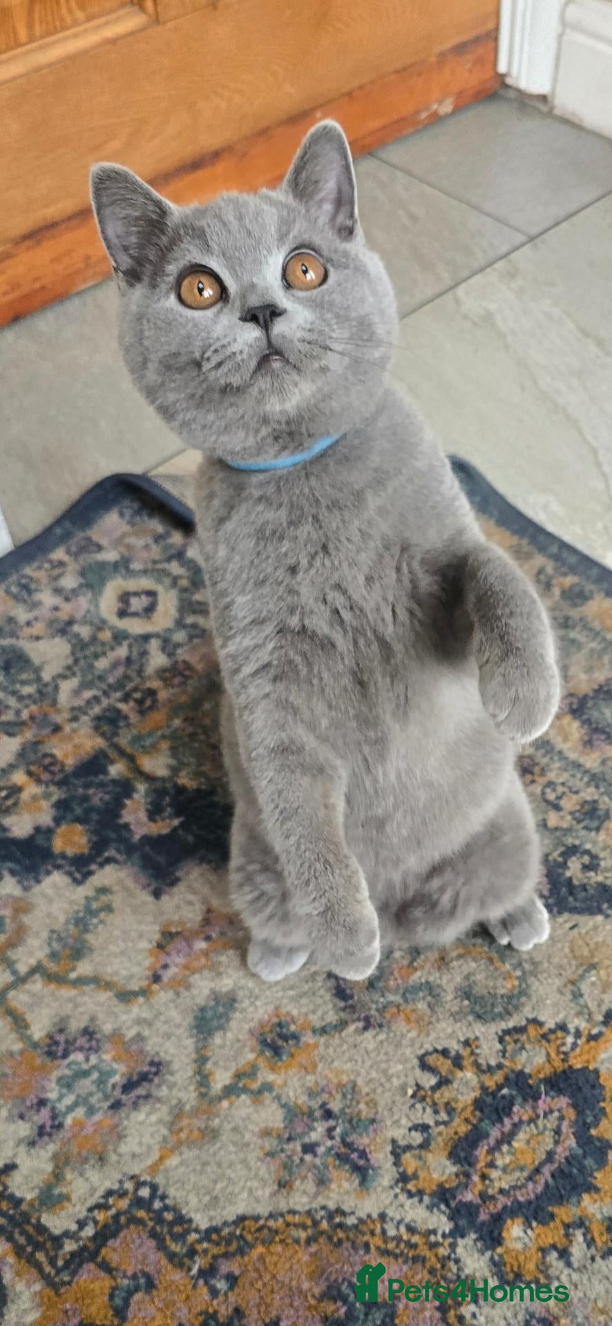British Shorthair cats 1 Gorgeous BOY British Short Hair Kittens - Advert 7