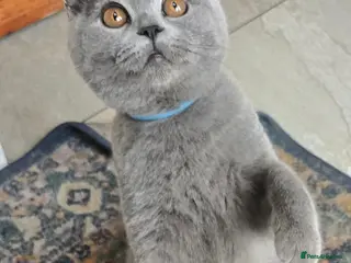 British Shorthair cats 1 Gorgeous BOY British Short Hair Kittens - Advert 7