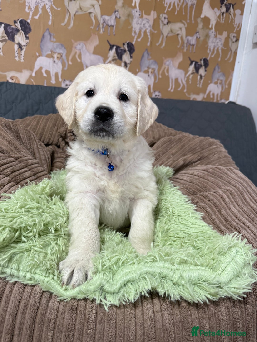 Golden Retriever dogs for sale: Kc registered DNA clear Golden Retriever Puppies - Advert 22