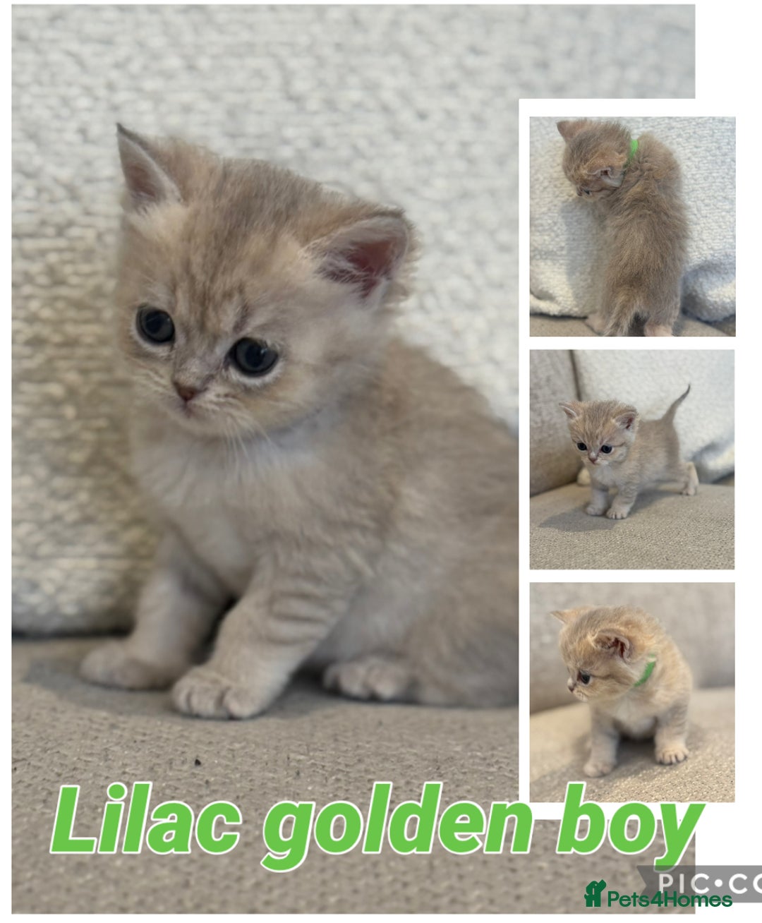 British Shorthair cats for sale: GCCF lilac goldens  - Advert 7