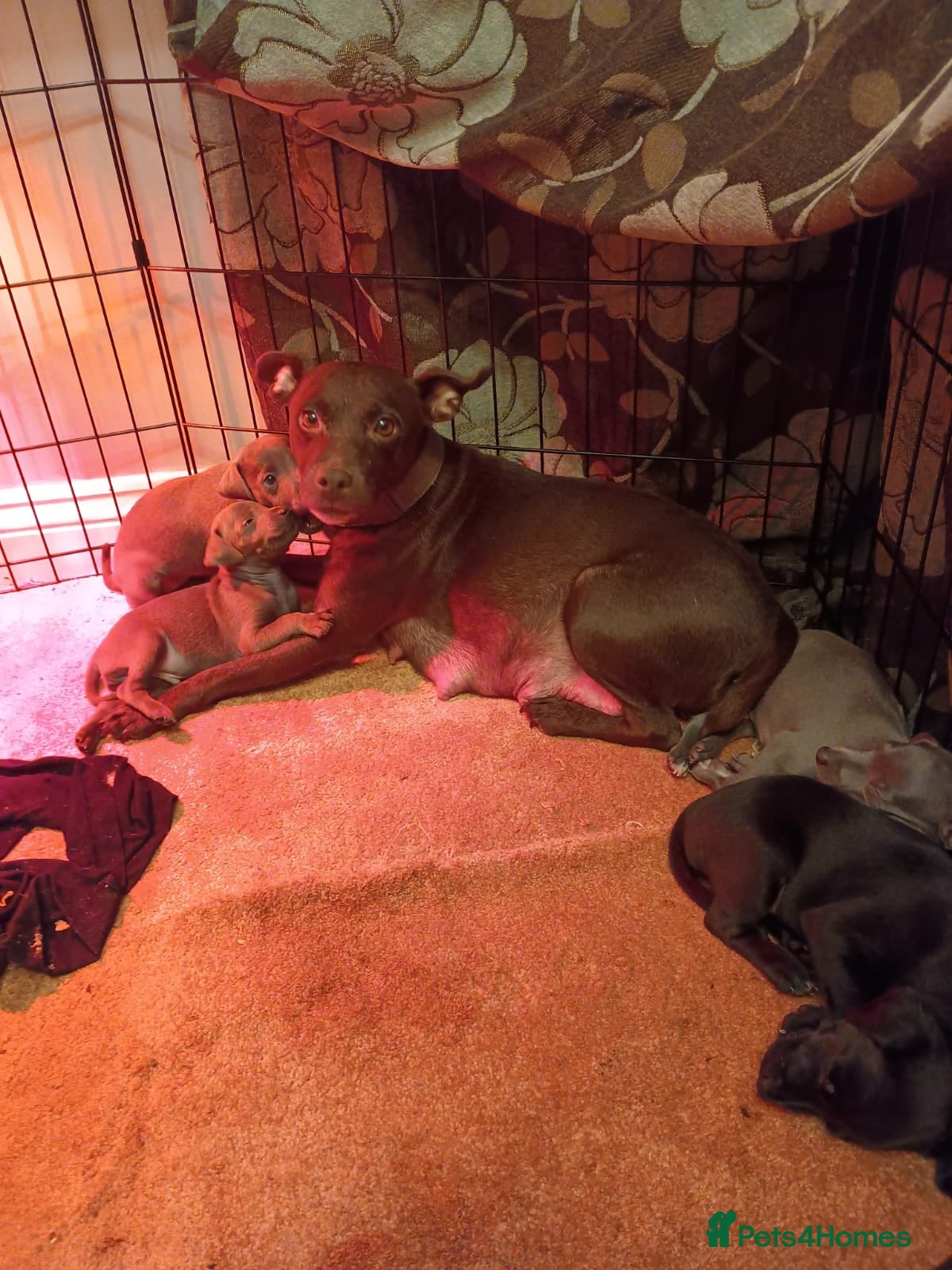 Mixed Breed dogs Woorier WhippetXTerrier  - Advert 2