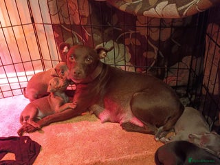 Mixed Breed dogs Woorier WhippetXTerrier - Advert 2