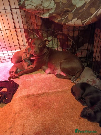 Mixed Breed dogs Woorier WhippetXTerrier - Advert 2