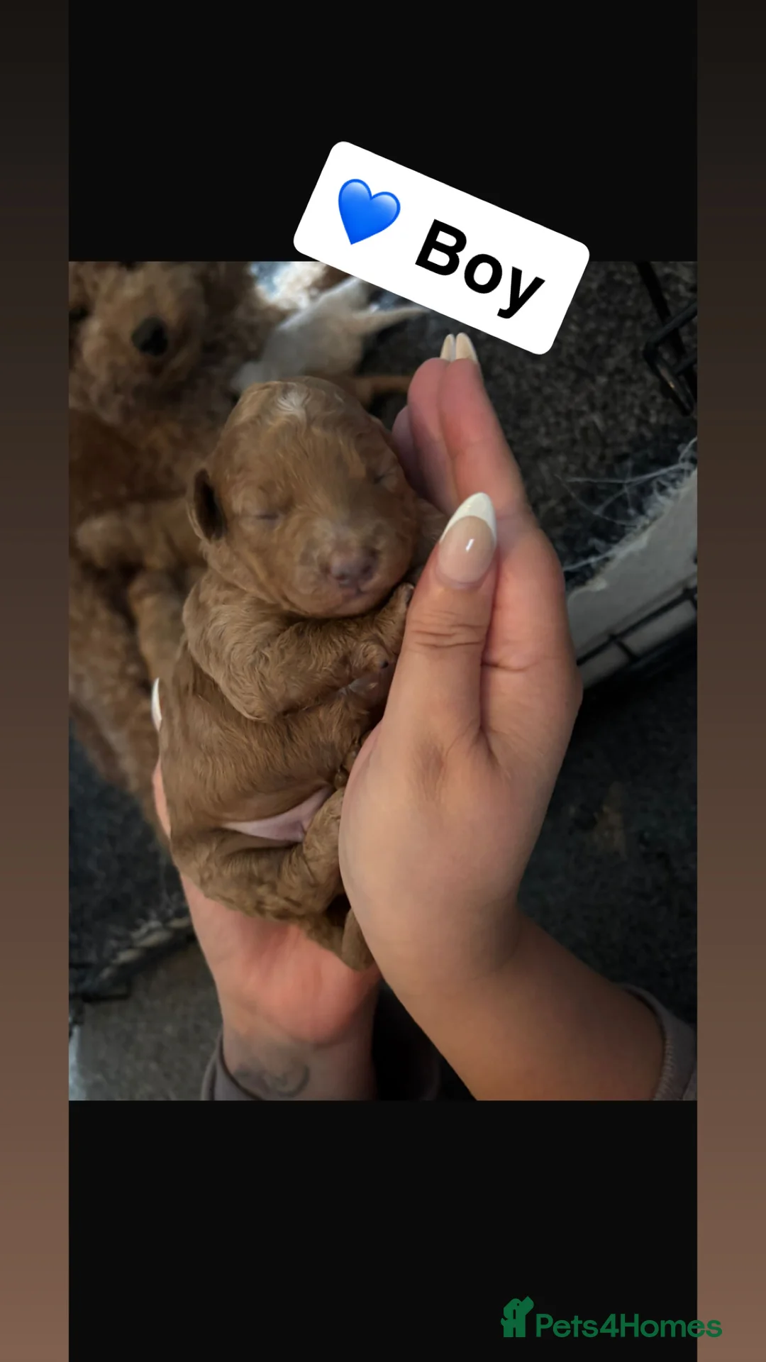 Poochon dogs for sale: Adorable Poochon puppies  - Advert 8