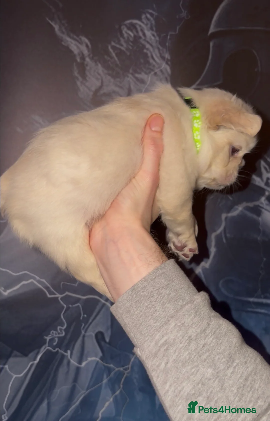 French Bulldog dogs for sale: Top quality fluffy Frenchbulldogs - Advert 12