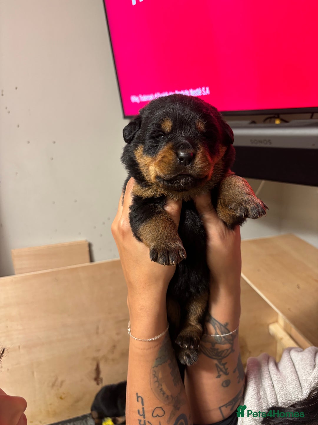 Rottweiler dogs for sale: 🐾🐶 beautifulRottweiler puppies🐶🐾 - Advert 3