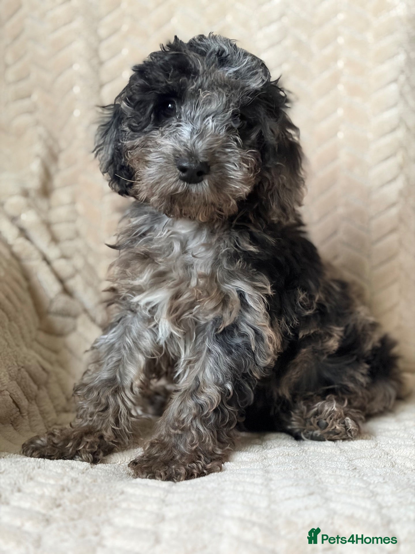 Cockapoo dogs for sale: Bundles of Joy - Advert 2
