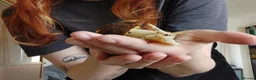Snails invertebrates for sale: Two Giant African Snails - Advert 1