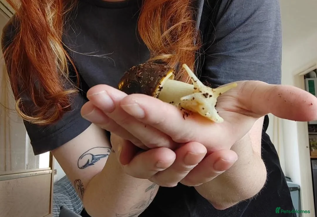 Snails invertebrates for sale: Two Giant African Snails - Advert 1