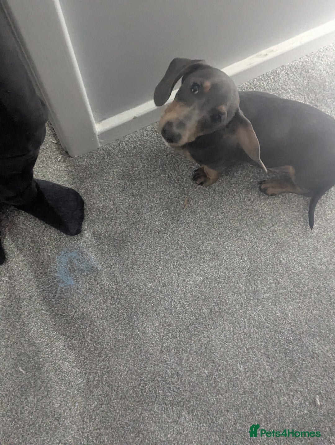 Dachshund dogs for sale: Beautiful boy - Advert 3