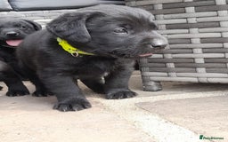 Labrador Retriever dogs for sale: KC Registered working Labrador puppies - Image 14
