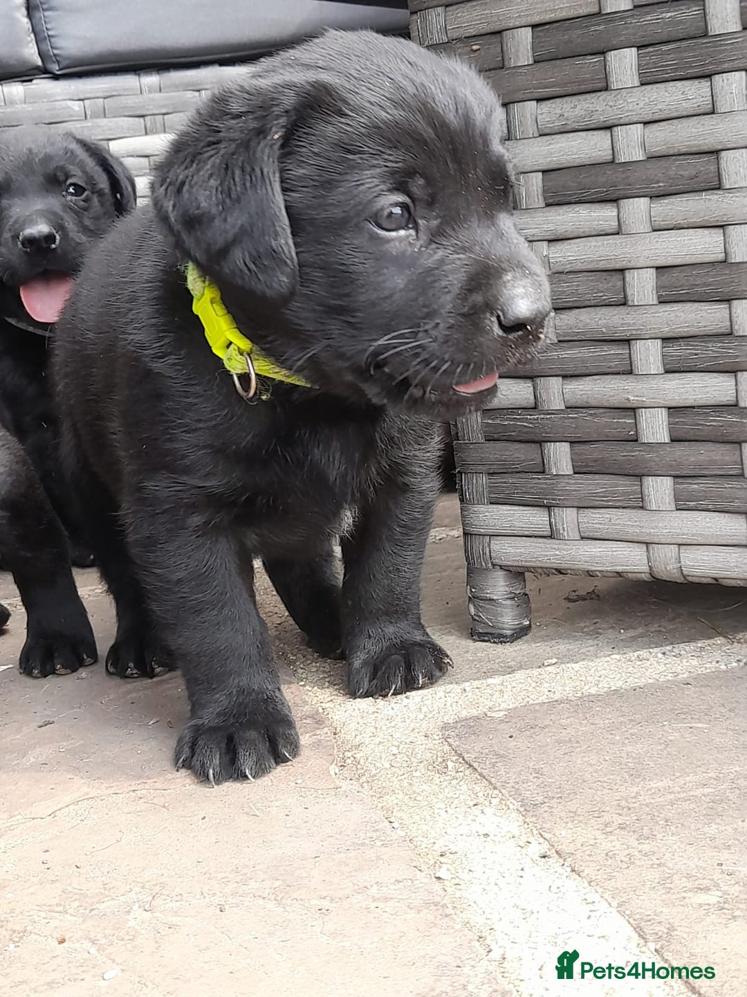 Labrador Retriever dogs for sale: KC Registered working Labrador puppies - Image 14