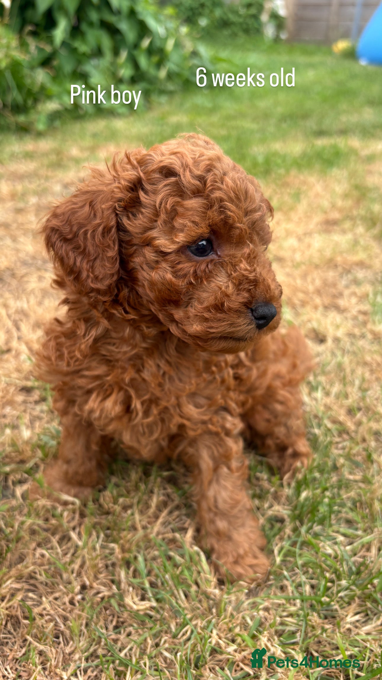 Cockapoo dogs Beautiful All Fox Red F1BB Cockapoo Puppies  - Advert 2