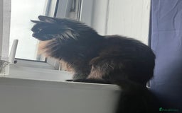 Maine Coon cats for sale: 2 year old mainecoon FEMALE - Image 1