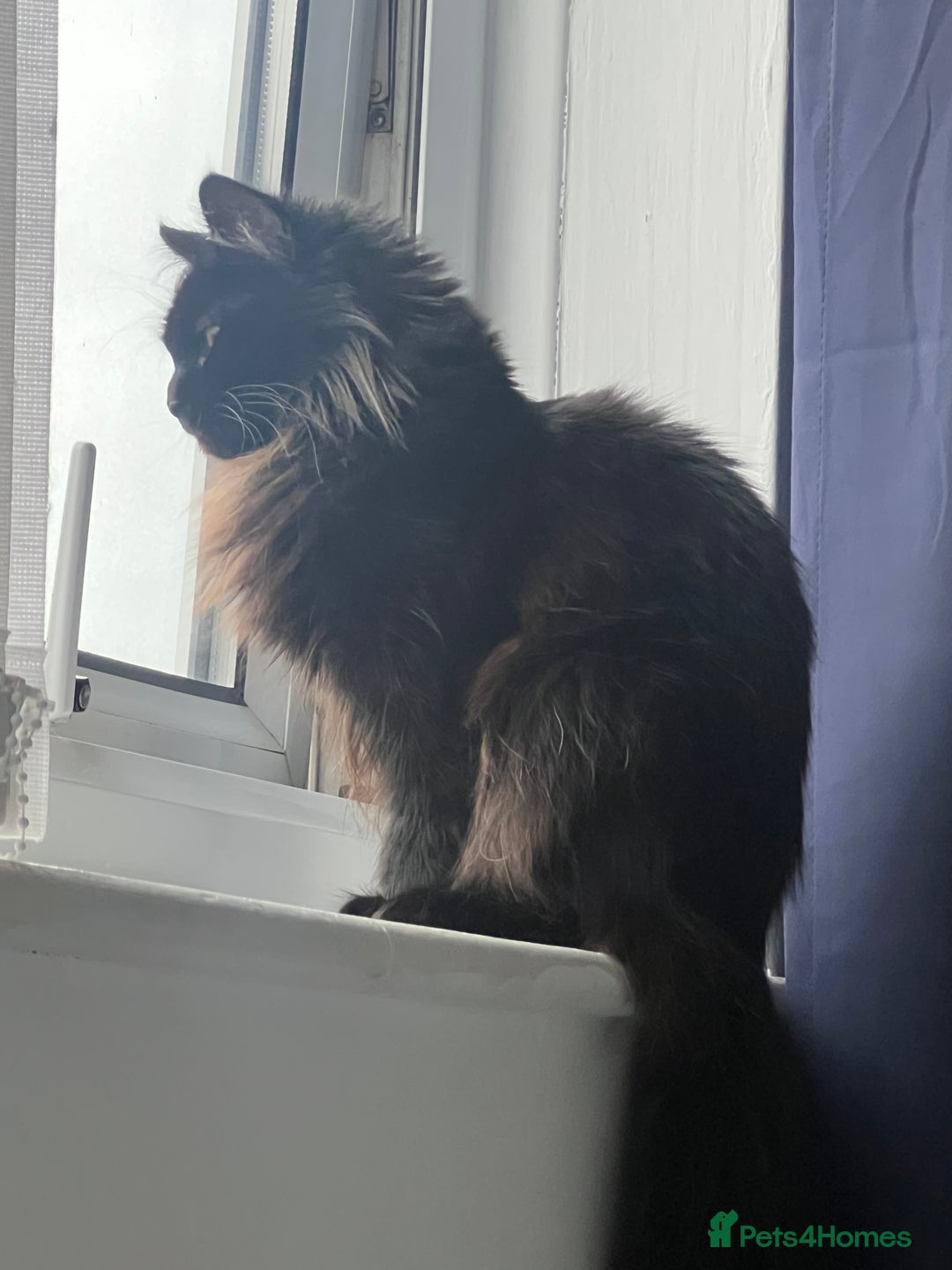Maine Coon cats for sale: 2 year old mainecoon FEMALE - Image 1